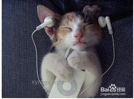 刘家琨致谢猫背后的科学依据：撸猫减压实操指南